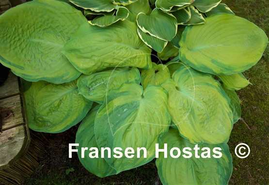 Hosta Bamse